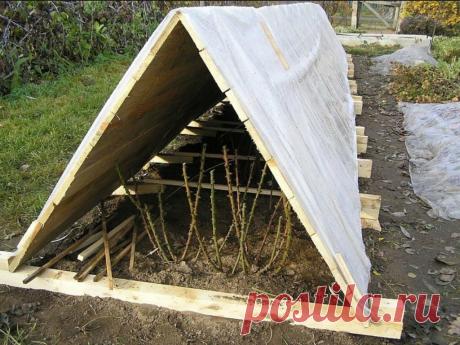 Воздушно-сухое укрытие для роз | Наталья Кудрявцева | Яндекс Дзен