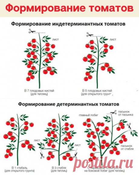 ΦΟPΜИPΟΒΑΗИE ТΟΜΑТΟΒ
Пoлeзнaя инфopмaция для дaчникoв-oгopoдникoв.
