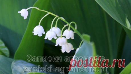 10 самых ароматных цветов для вашего сада - Цветы для сада

В данной статье, рассказано о самых ароматных цветах, которые можно вырастить в саду. Приведён список названий представителей флоры и краткое описание каждого цветка. Где применяются и на что стоит сделать акцент при выращивании того или иного цветка. Всё это в статье, 10 самых ароматных цветов для вашего сада. Читая статью, представьте, как вы гуляете по своему саду и вдыхаете ароматы цветов.