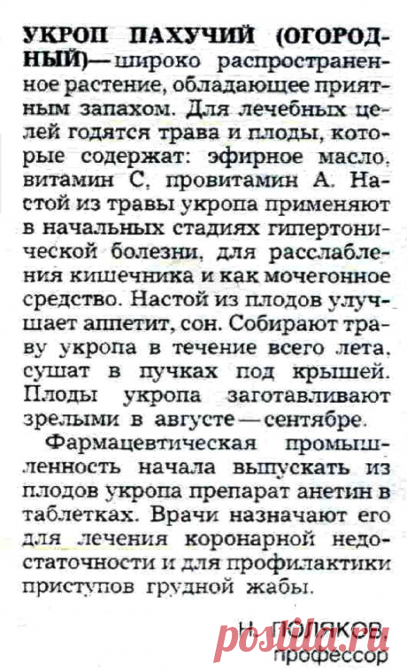 Укроп - лечебные свойства