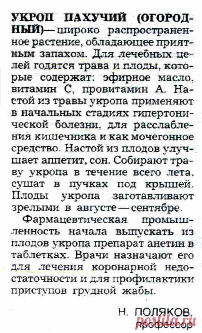 Укроп - лечебные свойства