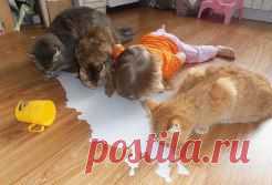 ВАМ и ВАШЕМУ РЕБЕНКУ ОБЯЗАТЕЛЬНО НУЖЕН КОТ или КОШКА!