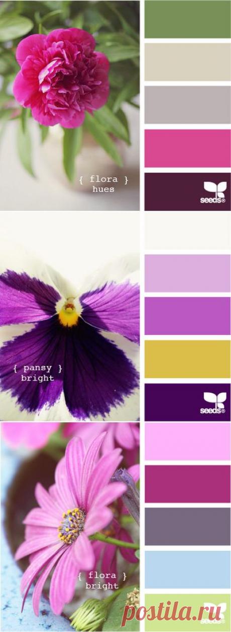 Anasteisha: Самые лучшие сочетания цветов уже придуманы природой.