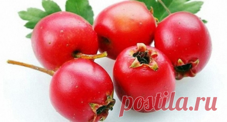 Боярышник для сердца и нервов.

Боярышник, понижая возбудимость центральной нервной системы, способствует сократимости сердечной мышцы, улучшает коронарное и мозговое кровообращение, снимает тахикардии и аритмию, устраняет ощущение «тяжести» в области сердца, а также головокружение.
Показать полностью...