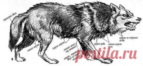 Как правильно рисовать волка – строение волка