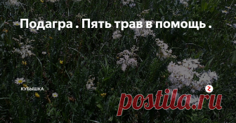 Подагра . Пять трав в помощь . Подагра. Воспаление суставов вследствие отложения кристаллов уратных солей, возникающих из-за нарушения обмена белка и мочевой кислоты. Подагра развивается постепенно, а вот приступ чаще всего бывает неожиданным. Нельзя путать симптомы подагрических суставных заболеваний с ревматическими. Лечение этих заболеваний отличается друг от друга. Поэтому не стоит заниматься само диагностированием, а лучше