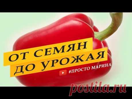 Перец сладкий. Выращивание перца от семян до урожая.