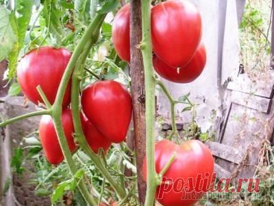 Ценный экземпляр среди томатов — Чудо земли