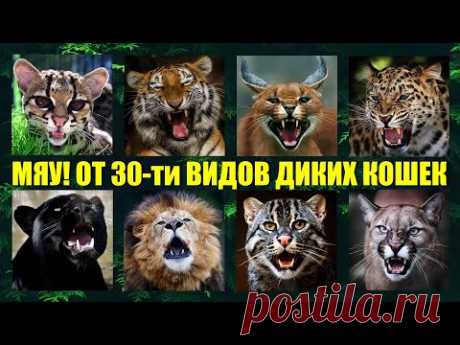 Как мяукают и рычат 30 видов диких кошек мира🐱 Кошачьи разговоры
