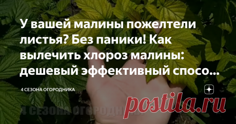 У вашей малины пожелтели листья? Без паники! Как вылечить хлороз малины: дешевый эффективный способ. Цена вопроса – "Нипочем" Будем спасать урожай! Невозможно представить сад без малины. Но что делать, если листочки пожелтели? И почему желтеют листья у малины? Как вылечить малину от хлороза: простой дешевый рецепт и очень эффективный способ. Сад и дача, полезные советы.