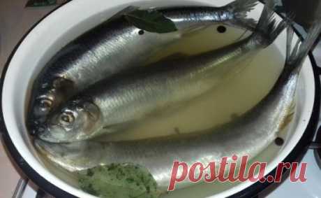 Как засолить селедку
А какая получается вкуснятина… Больше никогда не покупаю магазинную соленую селедку! Скажу вам более… этот рецепт великолепно подходит для засолки скумбрии и любой красной рыбы.
Ингредиенты
- сельдь – 1 кг;
- поваренная соль – 6 стол. ложки без горки;
- перец душистый горошком – 10 шт.;
- сахарный песок – 3 стол. ложки;
- лавровый лист – 3-4 шт.;
- вода – 1 литр.
Приготовление
1. Наливаем в кастрюлю воду
и доводим ее до кипения.
2. Добавляем к воде сахарный песок, повар