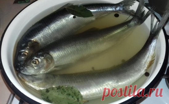 Как засолить селедку
А какая получается вкуснятина… Больше никогда не покупаю магазинную соленую селедку! Скажу вам более… этот рецепт великолепно подходит для засолки скумбрии и любой красной рыбы.
Ингредиенты
- сельдь – 1 кг;
- поваренная соль – 6 стол. ложки без горки;
- перец душистый горошком – 10 шт.;
- сахарный песок – 3 стол. ложки;
- лавровый лист – 3-4 шт.;
- вода – 1 литр.
Приготовление
1. Наливаем в кастрюлю воду
и доводим ее до кипения.
2. Добавляем к воде сахарный песок, повар