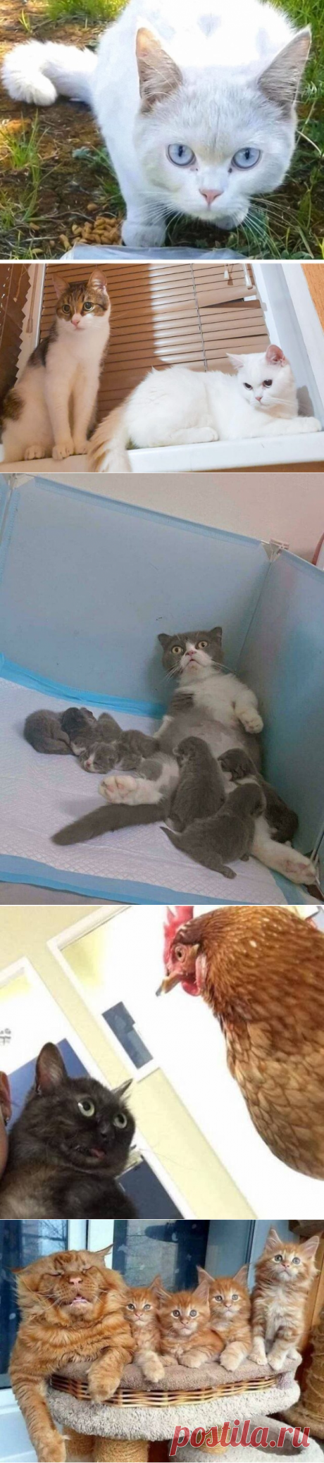 Домашние любимцы