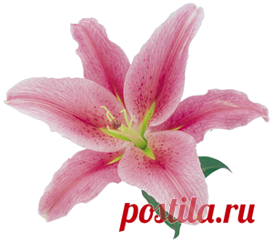 батик с лилиями - 2 722 картинки. Поиск Mail.Ru