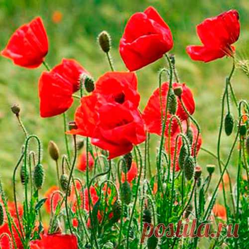 Лекарственное растение Мак самосейка (Papaver rhoeas). Однолетнее, довольно неприятно пахнущее растение с белым млечным соком, высотой 30-80 см. Стебель, листья и цветоножки с прилегающим или торчащим щетинистым опушением (характер его очень изменчив). Листья сидячие, глубоко перисторассеченные, с зубчатыми сегментами. Цветки одиночные на длинной цветоножке. Лепестки шарлахово-красные, у основания часто с черными пятнами, величиной до 4 см; тычинки темно-фиолетовые.