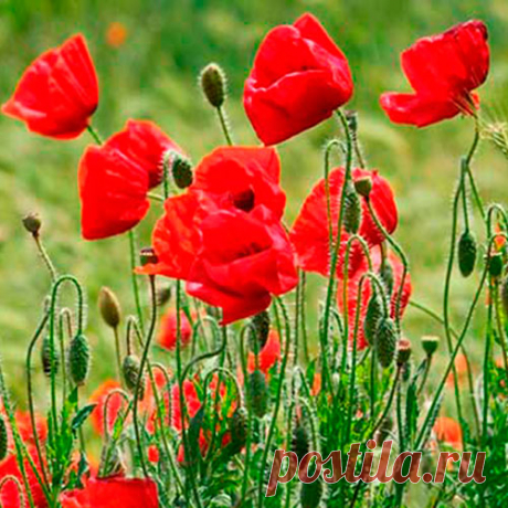 Лекарственное растение Мак самосейка (Papaver rhoeas). Однолетнее, довольно неприятно пахнущее растение с белым млечным соком, высотой 30-80 см. Стебель, листья и цветоножки с прилегающим или торчащим щетинистым опушением (характер его очень изменчив). Листья сидячие, глубоко перисторассеченные, с зубчатыми сегментами. Цветки одиночные на длинной цветоножке.