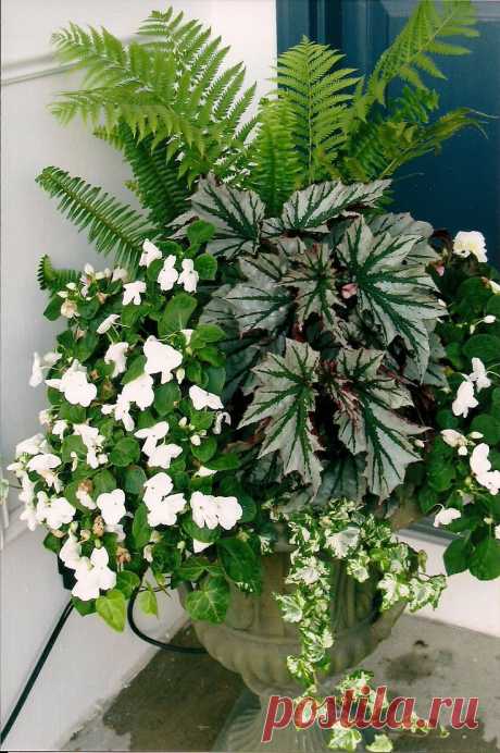 Найдено на сайте edensgategardening.com.