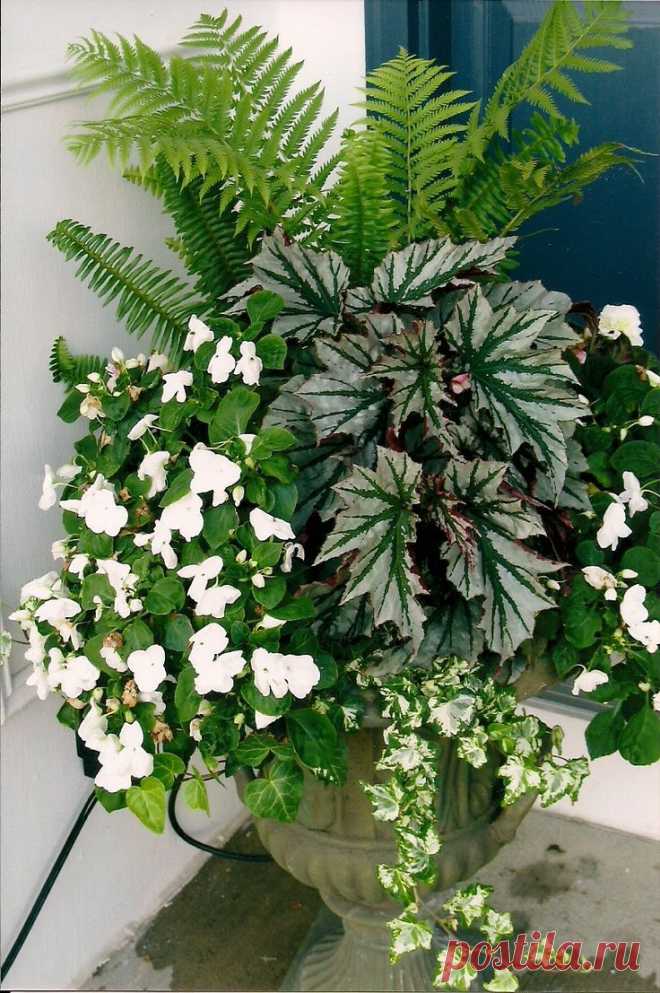 Найдено на сайте edensgategardening.com.