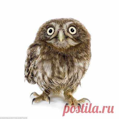 На белом фоне.......