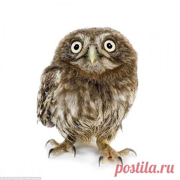 На белом фоне.......