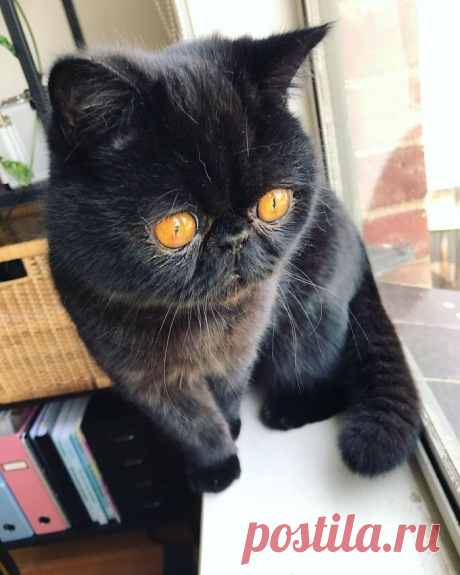 Кот Гремлин / Питомцы