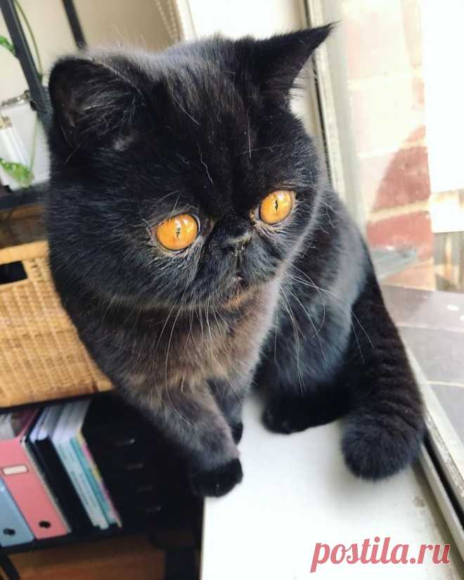 Кот Гремлин / Питомцы
