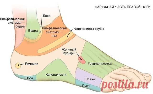 7 АКТИВНЫХ ТОЧЕК НА СТОПЕ ВЕРНУТ ВАС К ЖИЗНИ ЗА ПАРУ МИНУТ!
1. Массируя большой палец ноги, вы воздействуете на гипоталамус. Это очень полезно людям, которые страдают избыточным весом, — нажатия на эту точку помогают контролировать аппетит, способствуют естественному похудению.
2. В центре большого пальца находится точка, отвечающая за работу гипофиза — главной гормональной железы. Никакой гормональный дисбаланс вам не будет страшен, если уделять этой точке достаточно вним...