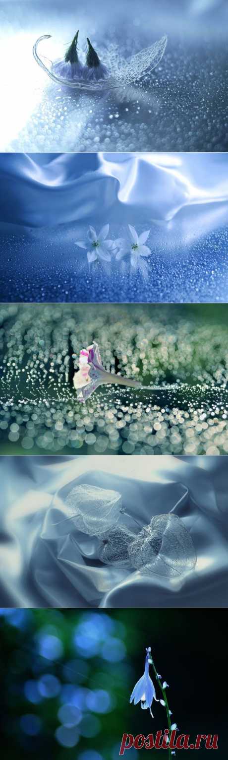 ТРОГАТЕЛЬНАЯ ХРУПКОСТЬ ЦВЕТОВ В ФОТОГРАФИЯХ ЛЯФУГЕ ЛОГОС (LAFUGUE LOGOS)