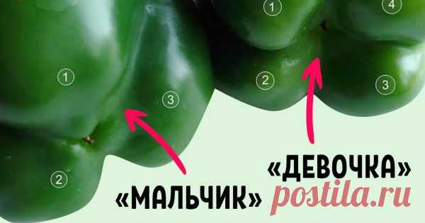 Как правильно выбирать болгарский перец Болгарский перец — кладезь витамина С. Даже цитрусовые и смородина ему не конкуренты. Да и салаты и другие блюда он дополняет самым лучшим образом. Кроме того, употребление сладкого перца способствует хорошему метаболизму и пищеварению...