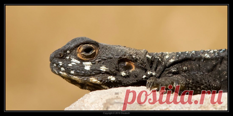 35PHOTO - Elizabeth - Агама - гардун