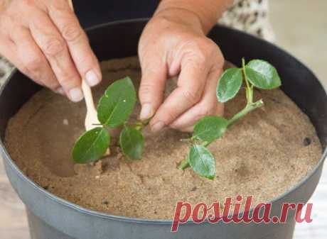 Размножаем розы черенками.