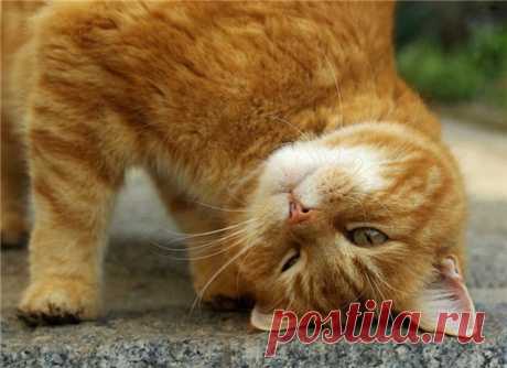 Приметы про рыжих кошек