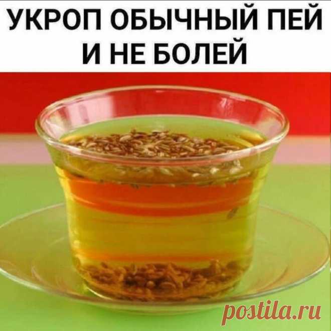 Укроп обычный пeй и не болeй! ️