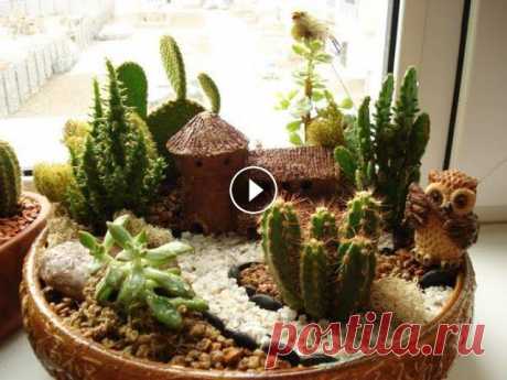 Композиции из суккулентов. композиции из суккулентов...