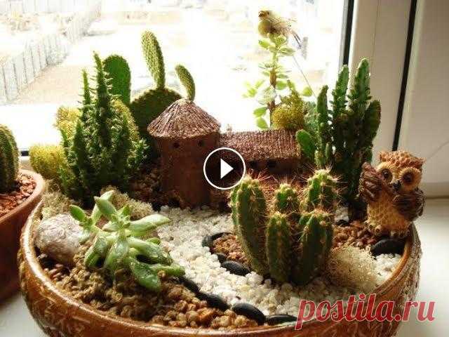 Композиции из суккулентов. композиции из суккулентов...