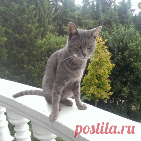 Кототерапия или почему в санатории &quot;Жемчужина моря&quot; так много котиков | Блоггерство на пенсии | Яндекс Дзен