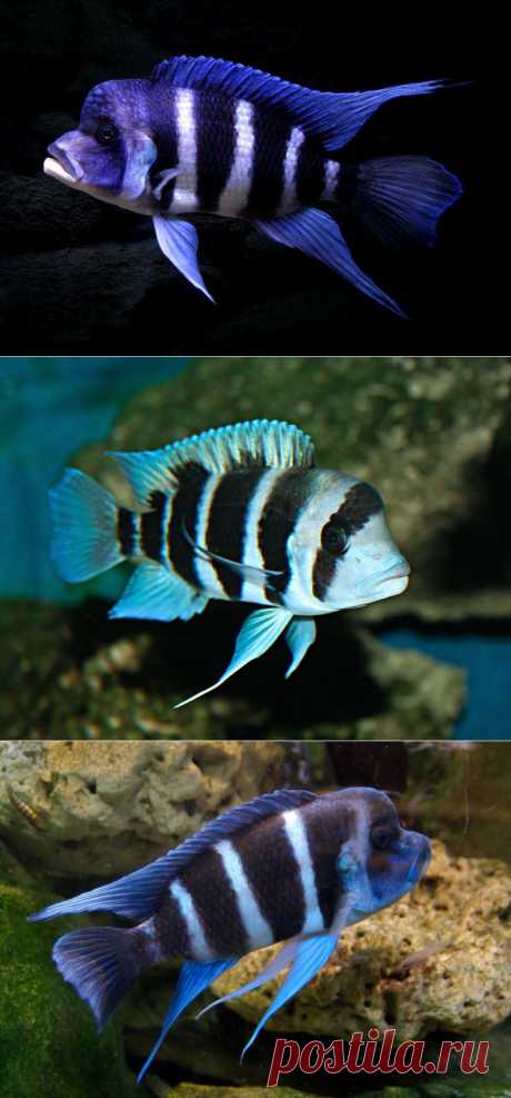 Фронтоза (Cyphotilapia frontosa) содержание в аквариуме, кормление, разведение