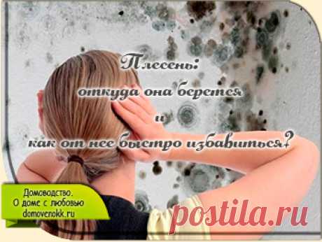 Плесень: откуда она берется и как от нее быстро избавиться?