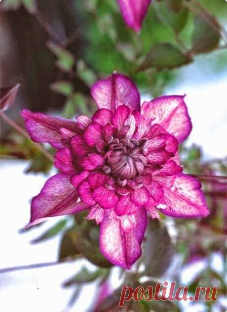 Clematis Cassis
