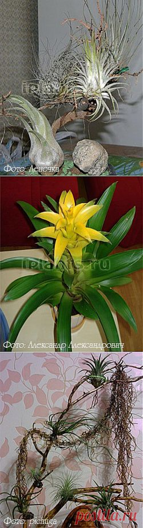 Бромелиевые Bromeliaceae - Комнатные растения и цветы