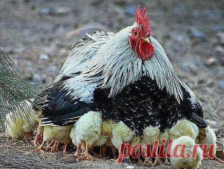 Когда же ваша мать из магазина вернется???!!!