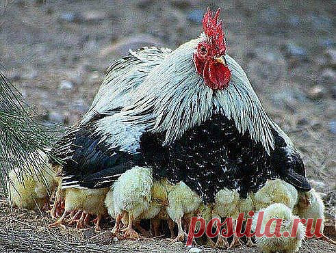 Когда же ваша мать из магазина вернется???!!!