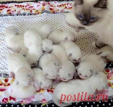кошка с котятами.