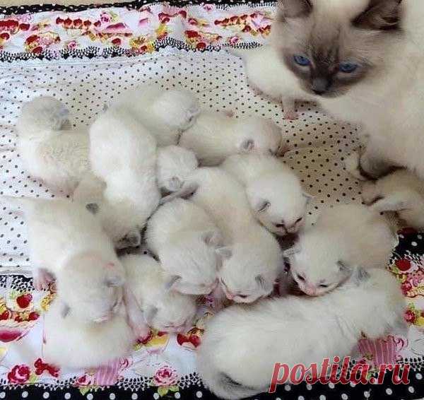 кошка с котятами.