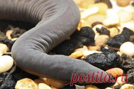 «Пенисные змеи» наводнили водоемы США