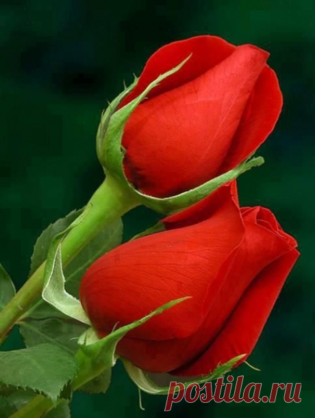 (19) Pinterest