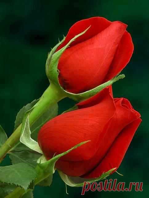 (19) Pinterest