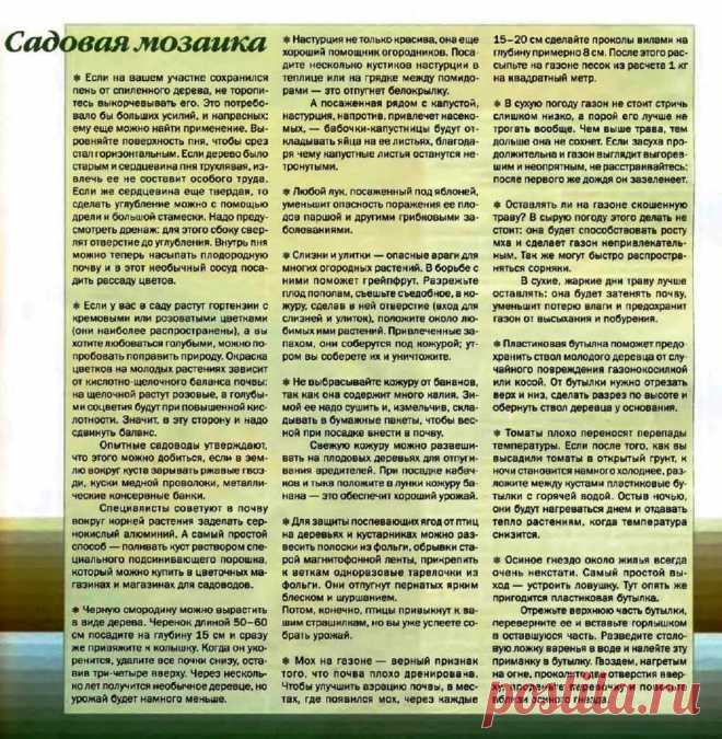 Садовая мозаика (советы дачникам)