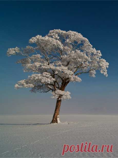 Ice Tree