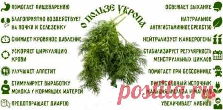 Укроп